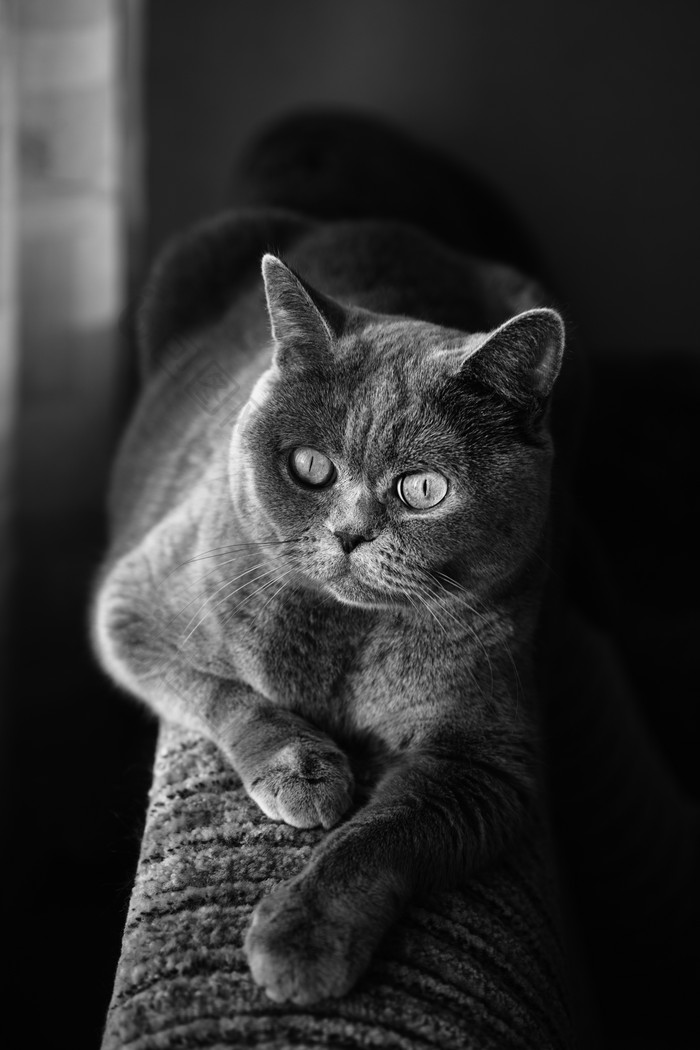 黑色调宠物猫摄影图