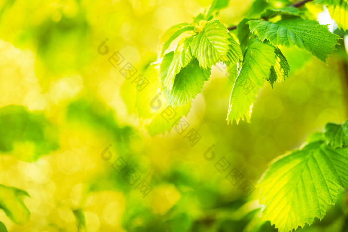 鲜绿色的树叶摄影图