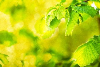 鲜绿色的树叶摄影图