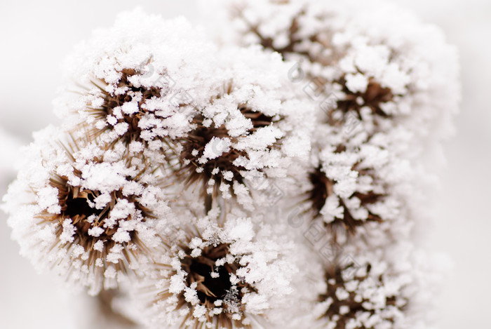 冬天雪地里的牛蒡花