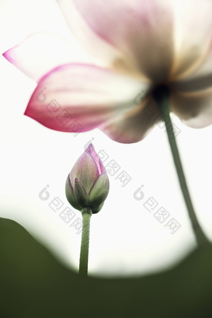 荷花花苞花卉摄影图
