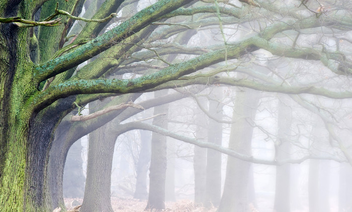 暗色粗壮的大树林摄影图