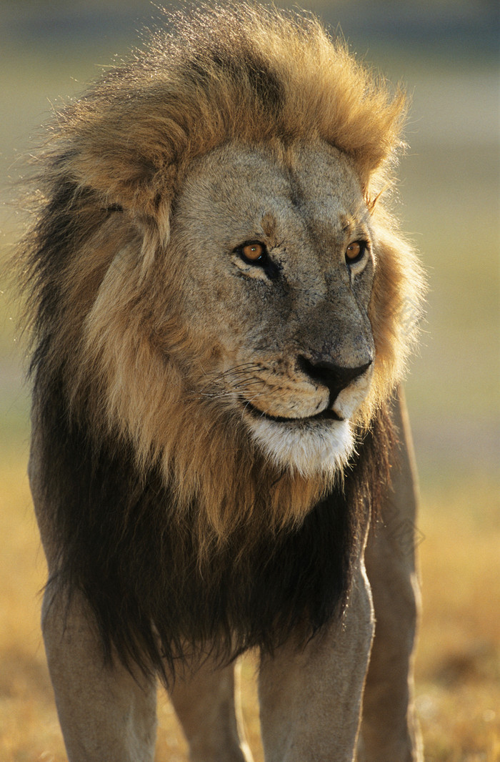 野外野生動物獅子攝影圖