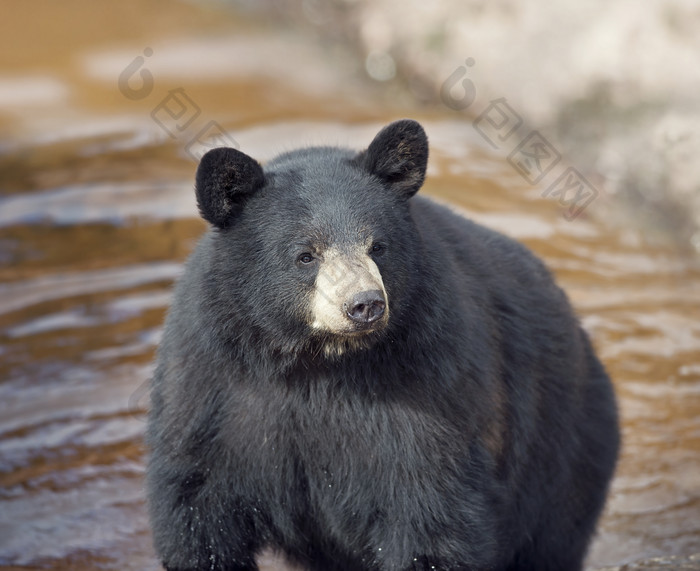 河里的黑色狗熊摄影图