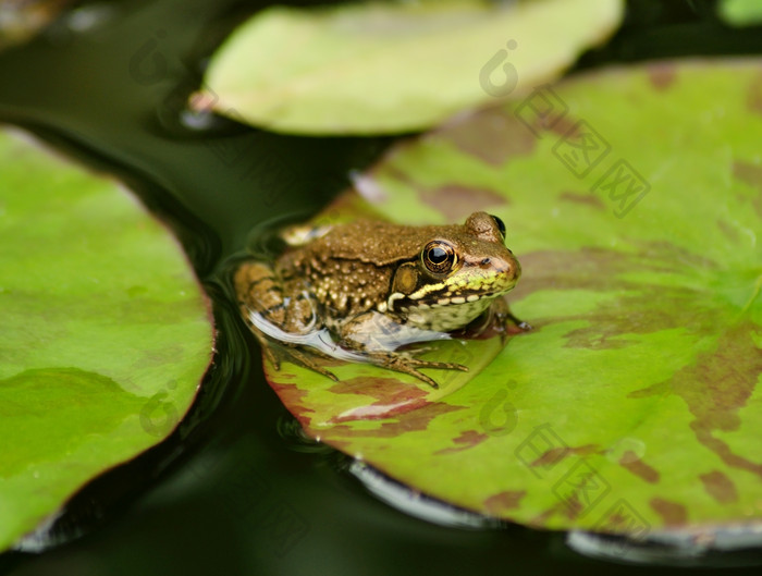 绿色调浮萍上的小青蛙摄影图