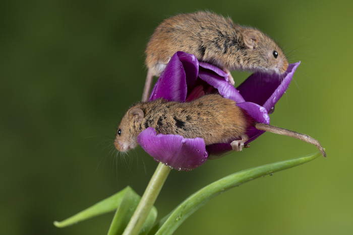 一只老鼠和紫色花朵
