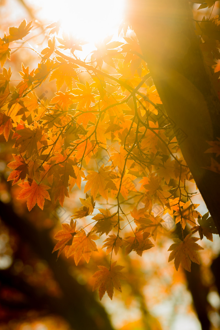秋天阳光透过枫树树叶