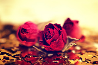 深色调红玫瑰花摄影图