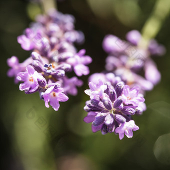 <strong>绿色背景</strong>中的薰衣草花卉