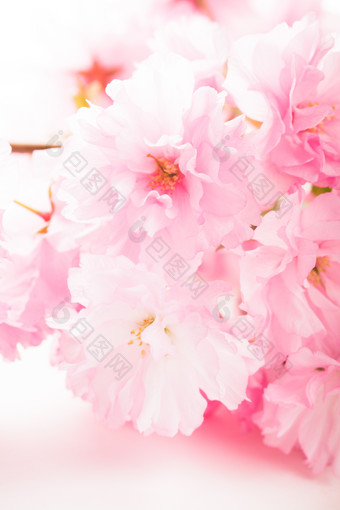 粉色鲜花樱花摄影图