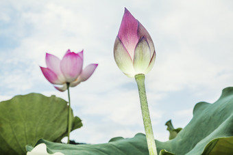 荷花花枝花苞摄影图