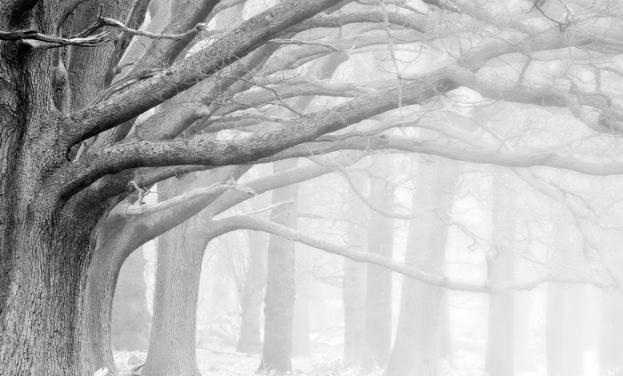 暗色调粗壮的大树林摄影图