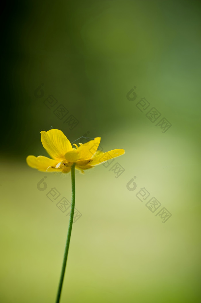 绿色调一朵黄花摄影图