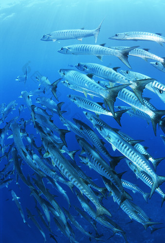 蓝色调成群的鱼摄影图