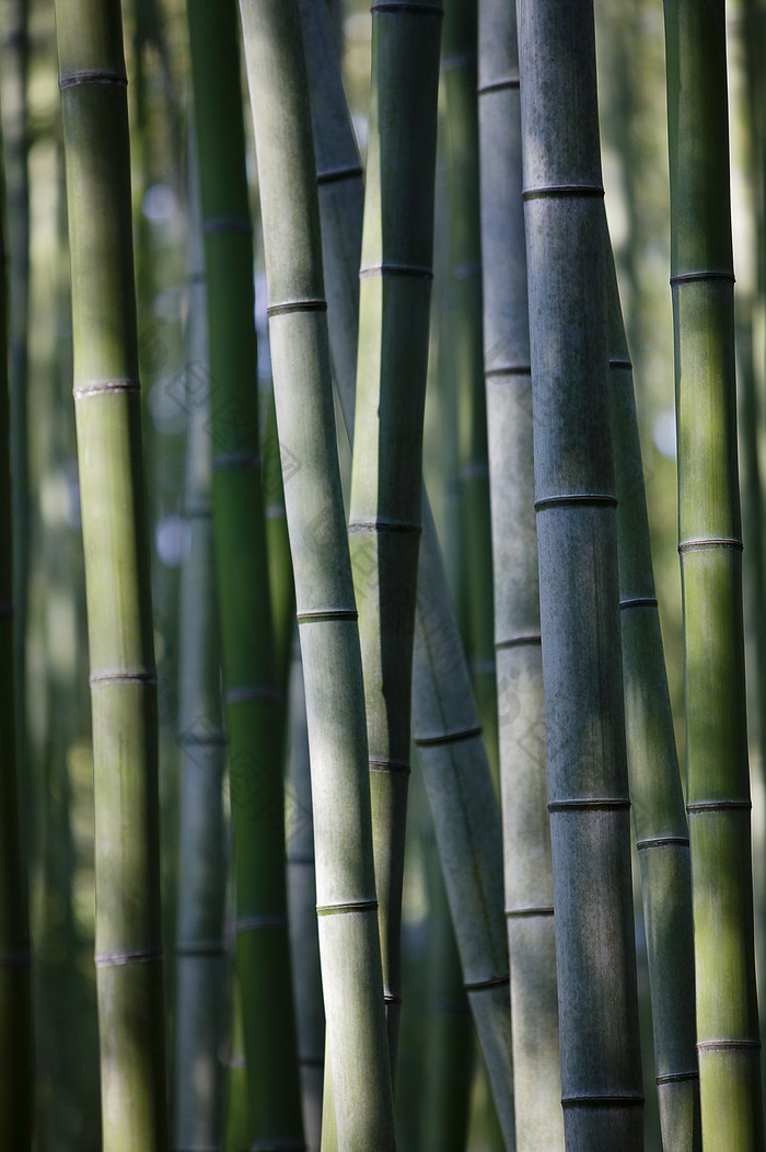 一片美丽的竹林摄影图