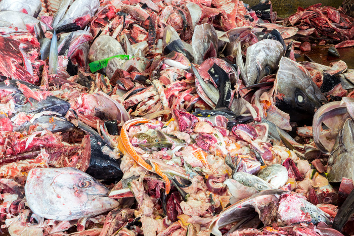 堆积的鱼头垃圾摄影图