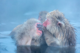 泡温泉的两只小猴子