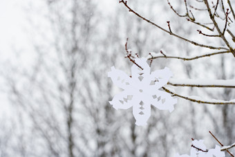 灰色调树上的雪花摄影图