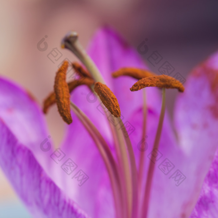 枚红色花蕊花瓣摄影图