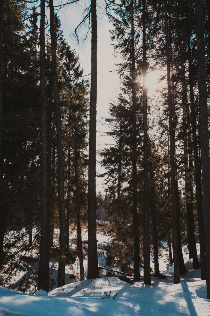 冬季雪地树林树木
