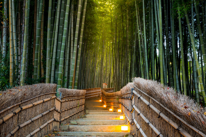 竹子林里的小路摄影图