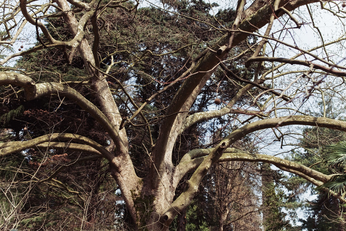 暗色调粗壮大树摄影图