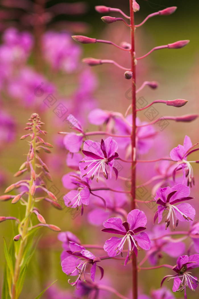紫色花枝植物摄影图
