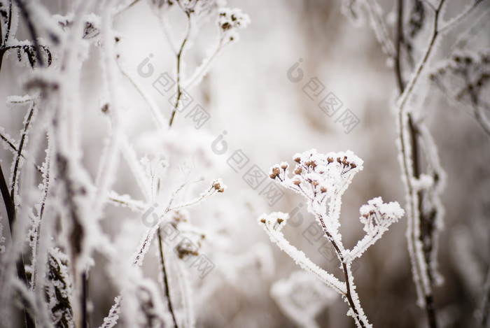 植物上的霜雪摄影图