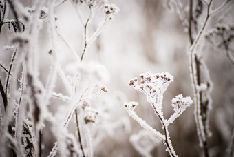 植物上的霜雪摄影图