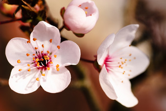 紫叶<strong>李</strong>花花卉花朵植物