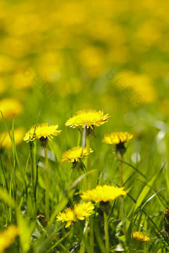 盛开的黄色野花摄影图