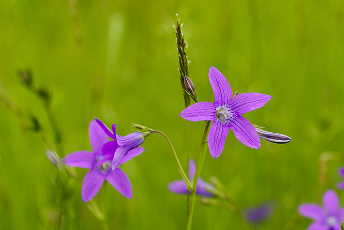 紫色小花花卉摄影图