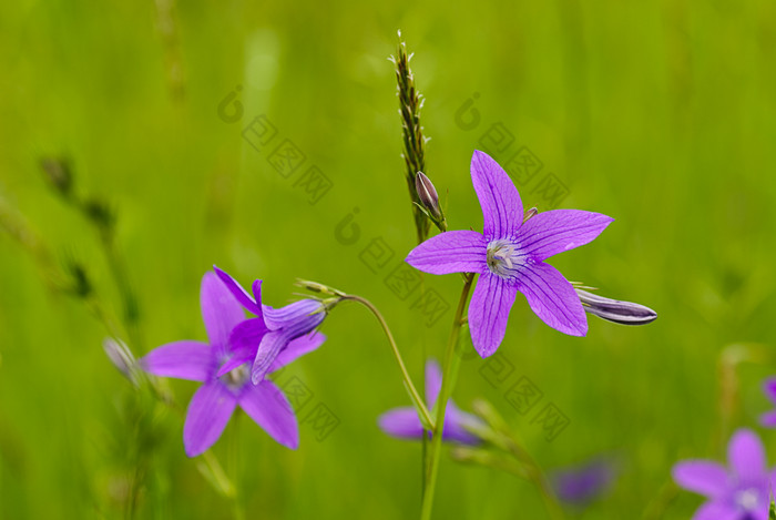 紫色小花花卉摄影图
