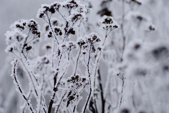 粘上霜雪的植物摄影图