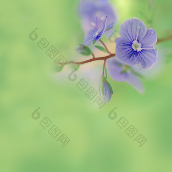 紫色花朵花枝植物