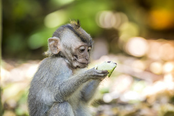 吃水果的小猴子摄影图