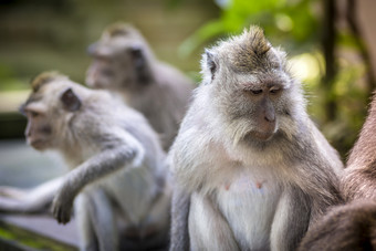 哺乳动物猴子摄影图
