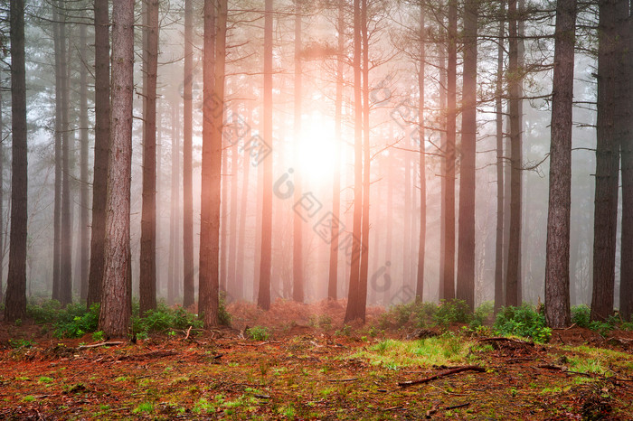 暗色阳光透过的树林摄影图