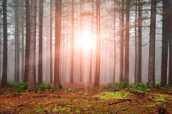 暗色阳光透过的树林摄影图