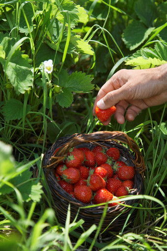 草地篮子里的草莓