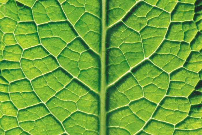 绿色树叶上的纹理摄影图