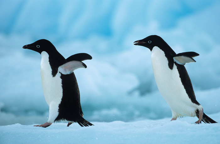 在冰雪上行走的企鹅