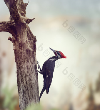树木上的啄木鸟摄影图
