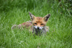 草地上的动物狐狸