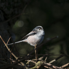 站立的小鸟飞鸟摄影图