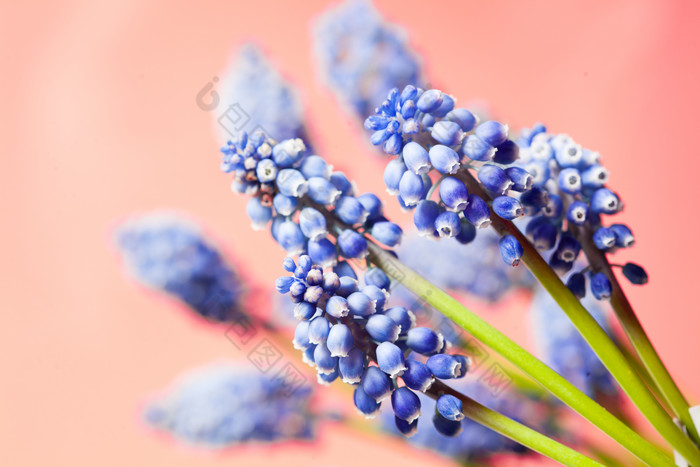 蓝色小花花卉花枝