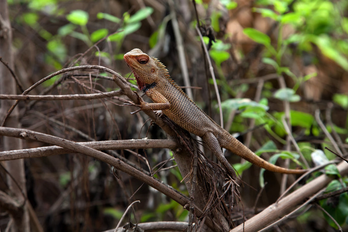 热带雨林的小蜥蜴