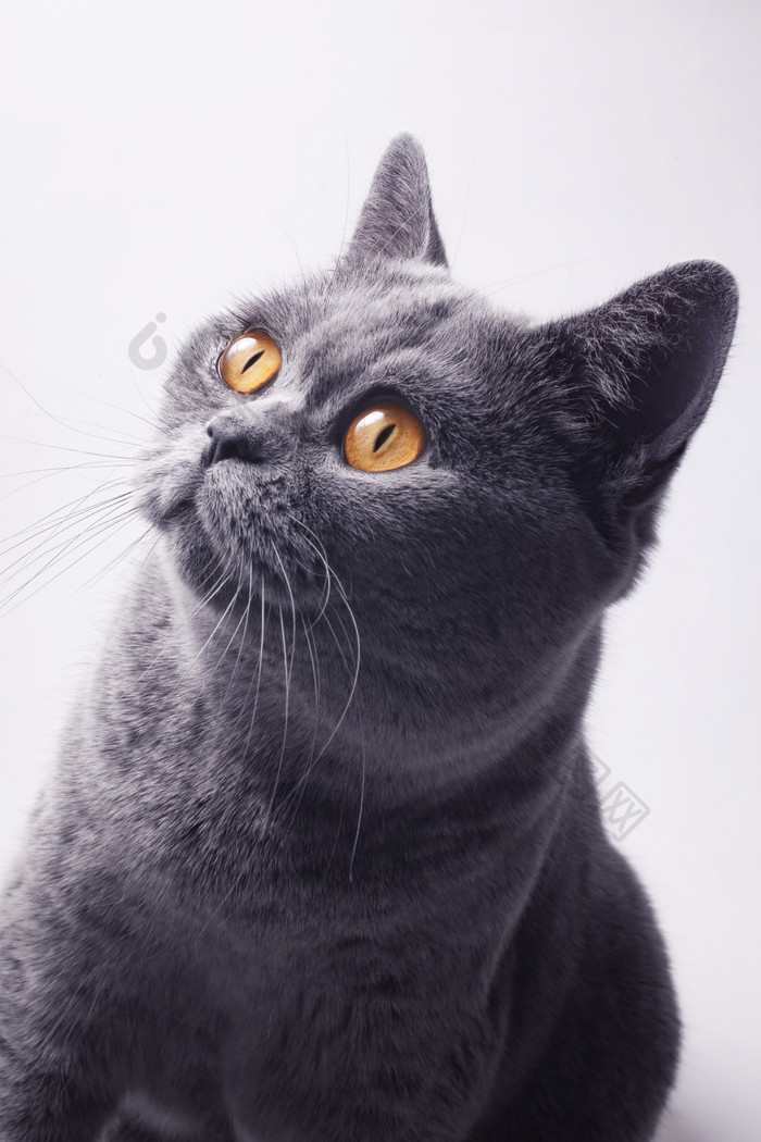 灰色调好奇的猫咪摄影图