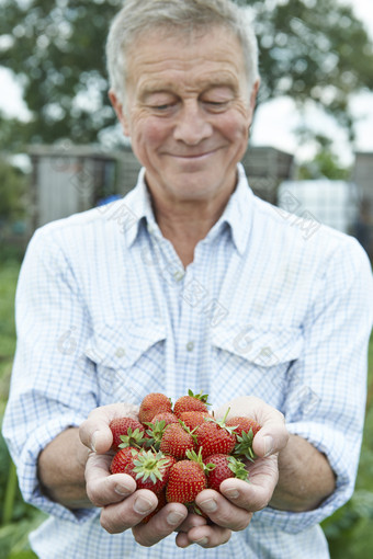 清新采摘草莓的老人摄影图