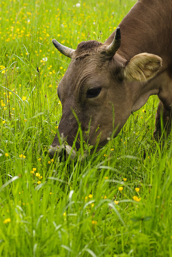 吃绿草的牛摄影图